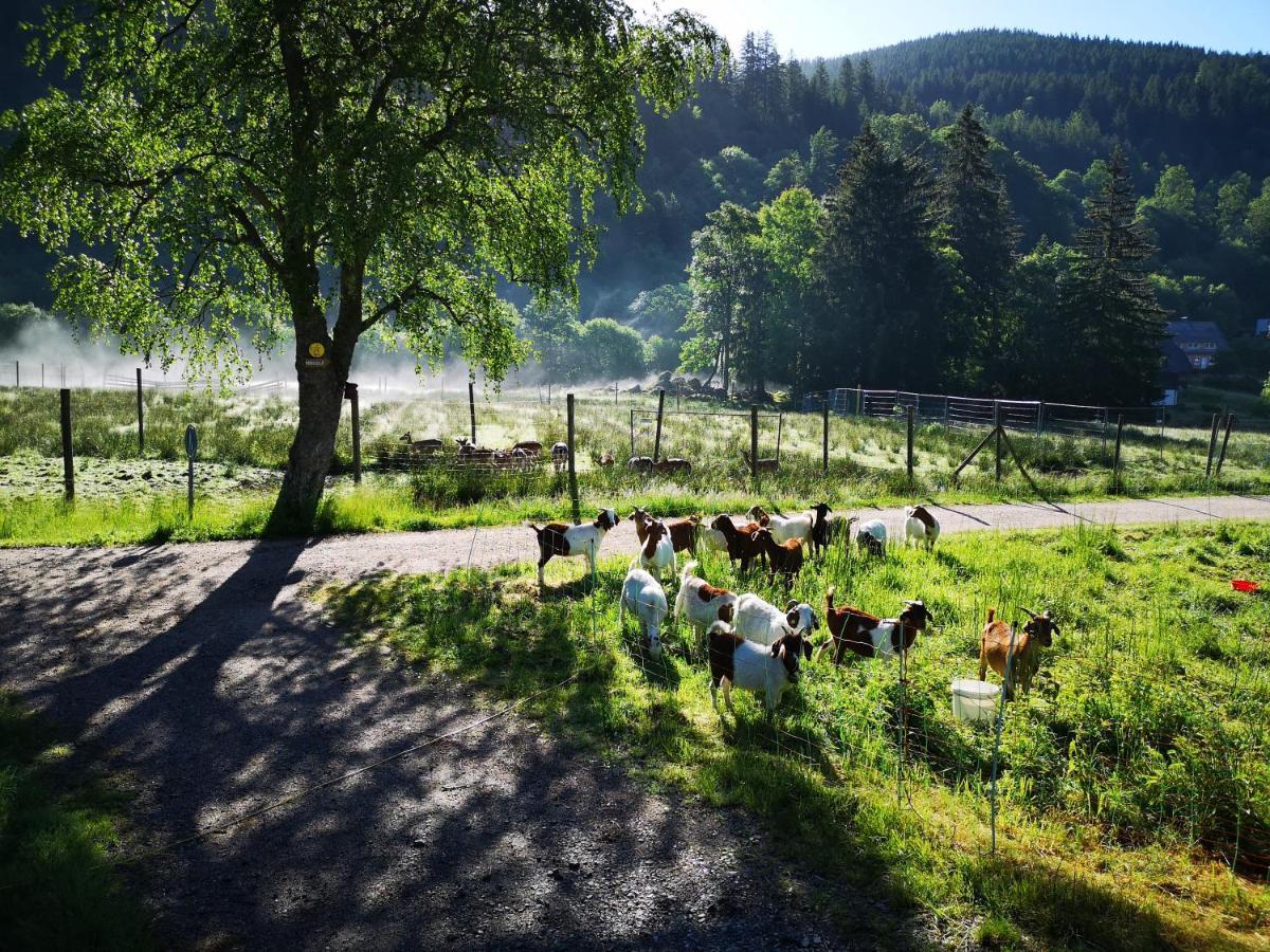 B1 Albmatte-Fewo Sauna, Hallenbad Aussenbecken Massagen Nebenan Menzenschwand-Hinterdorf Esterno foto